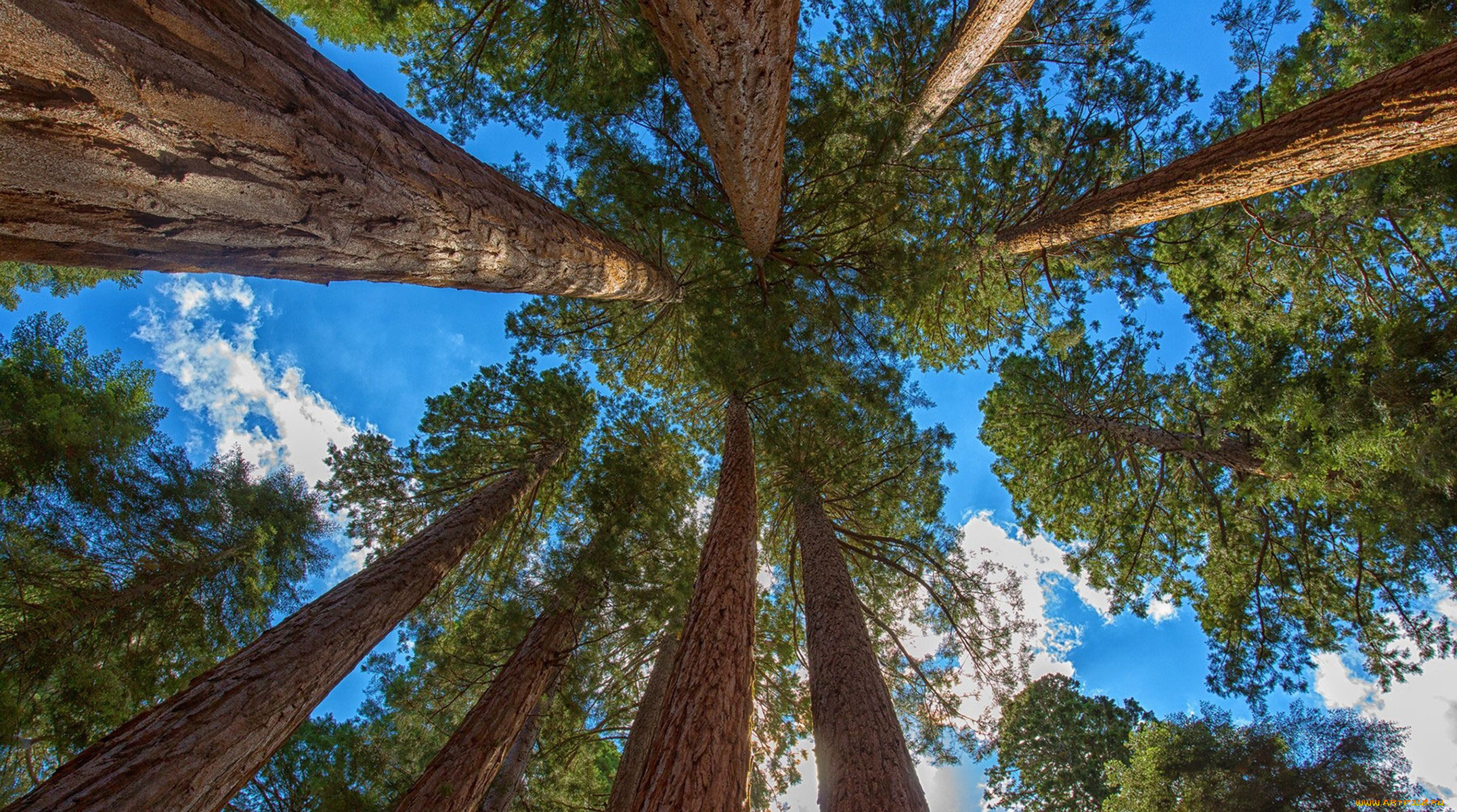 giant sequoia, , , , giant, sequoia, , , 
